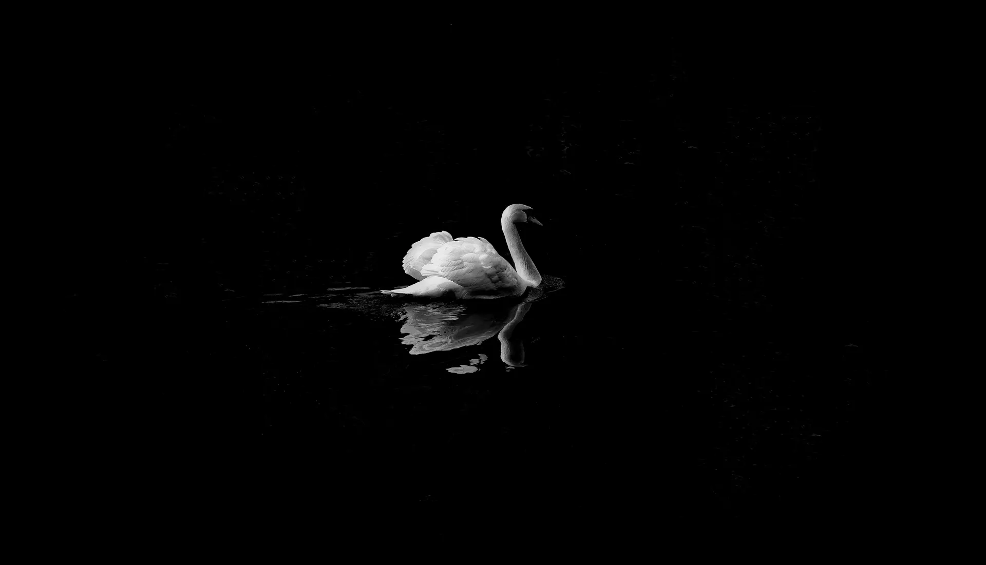 Swan Black and White