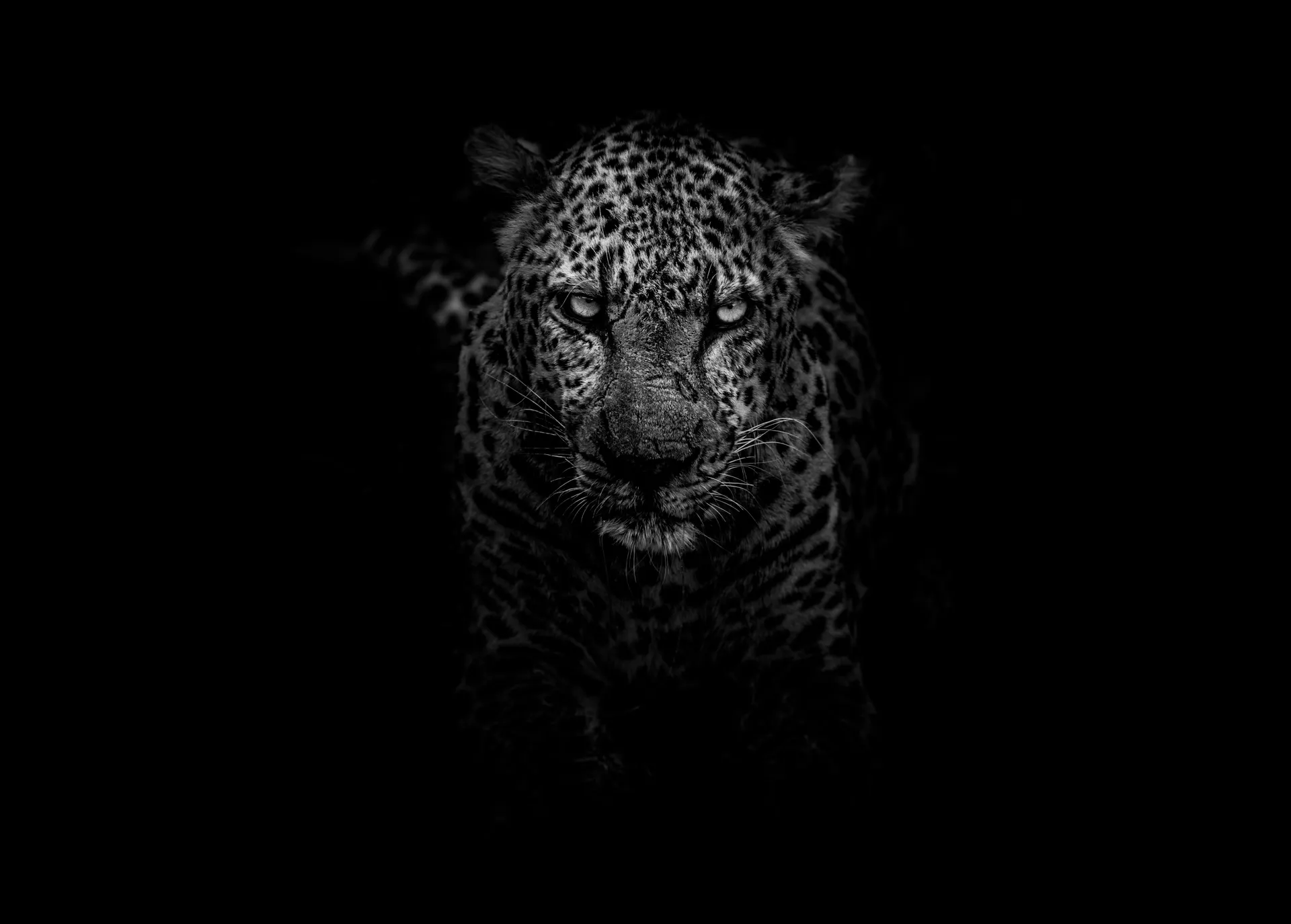 Leopard Black and White